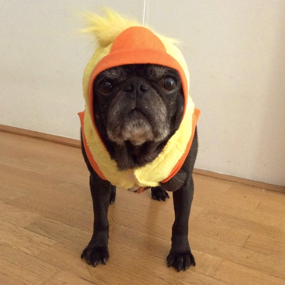 Duckie hoodie for dogs